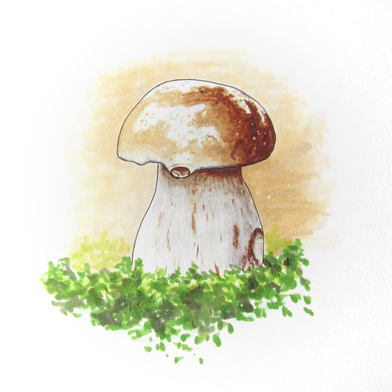 C&rsquo;est la saison des champignons aussi
